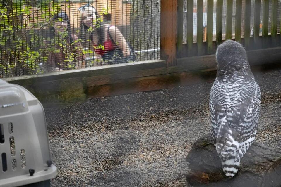 Eugene’s baby owls take their first flights