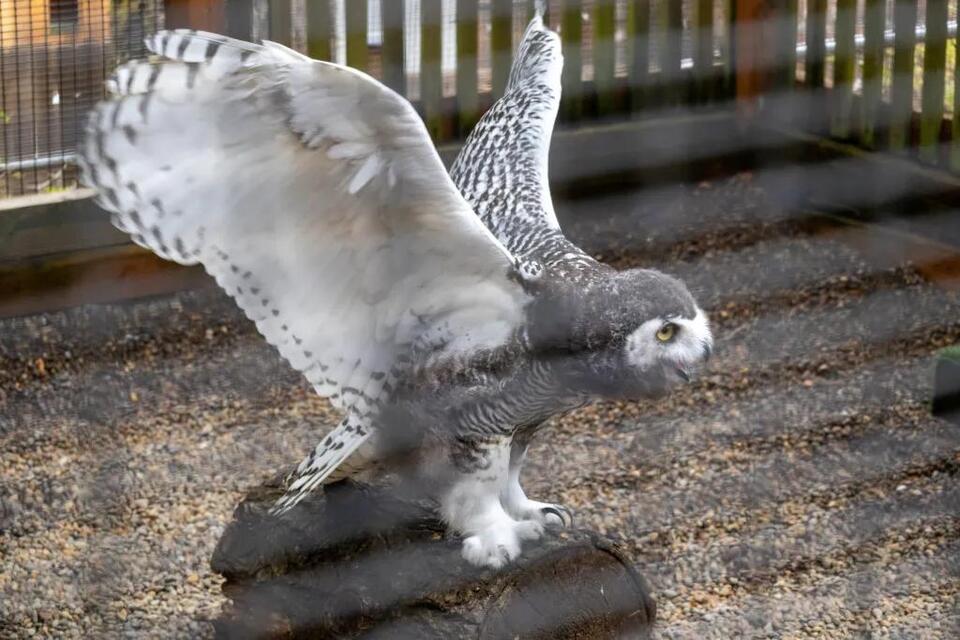 Eugene’s baby owls take their first flights