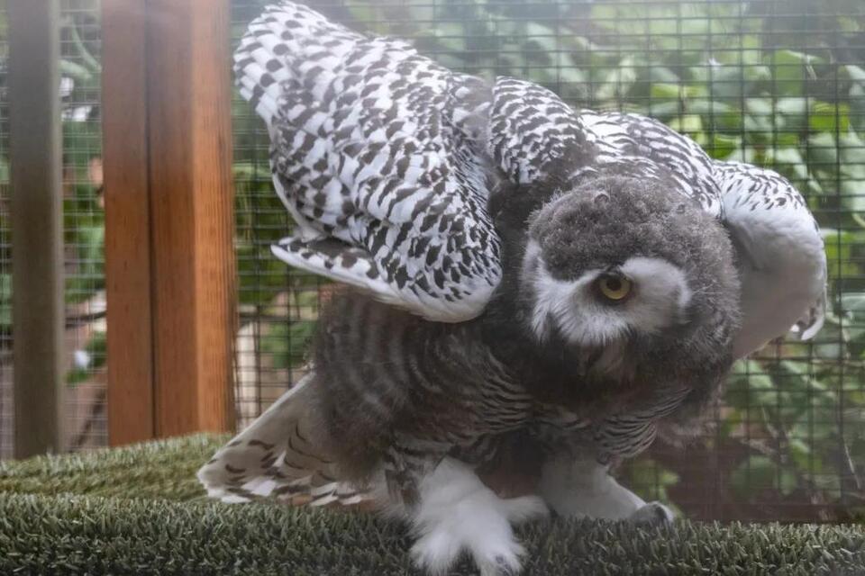 Eugene’s baby owls take their first flights