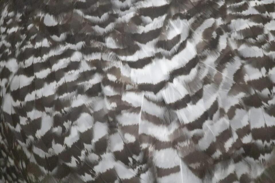 Eugene’s baby owls take their first flights