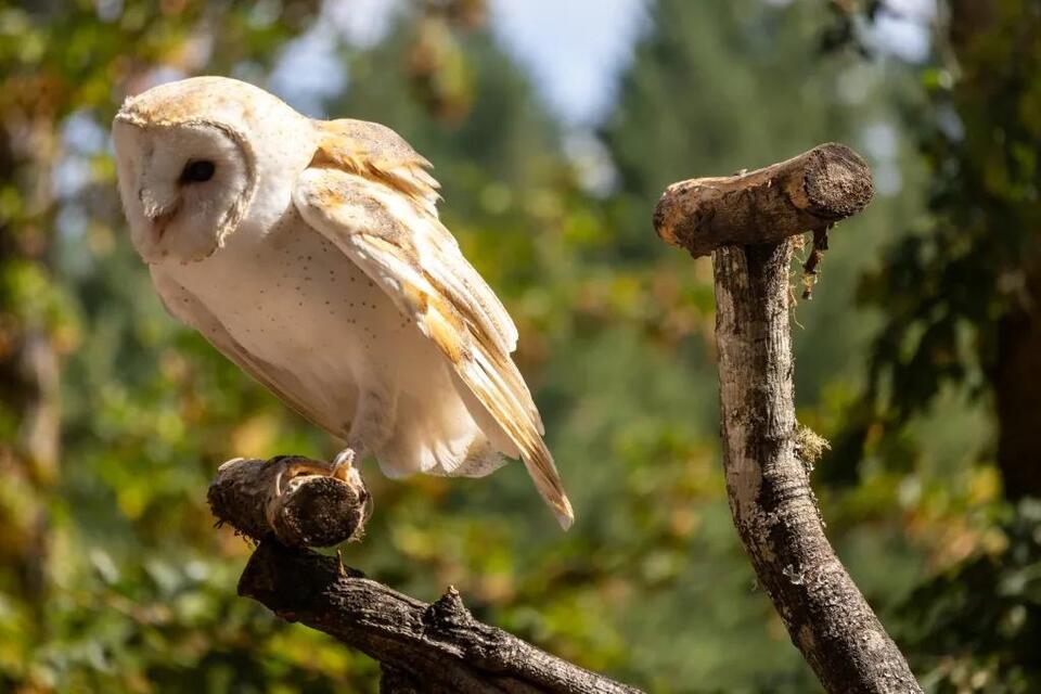Eugene’s baby owls take their first flights