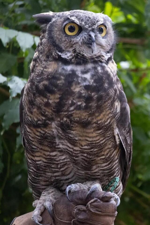 Eugene’s baby owls take their first flights