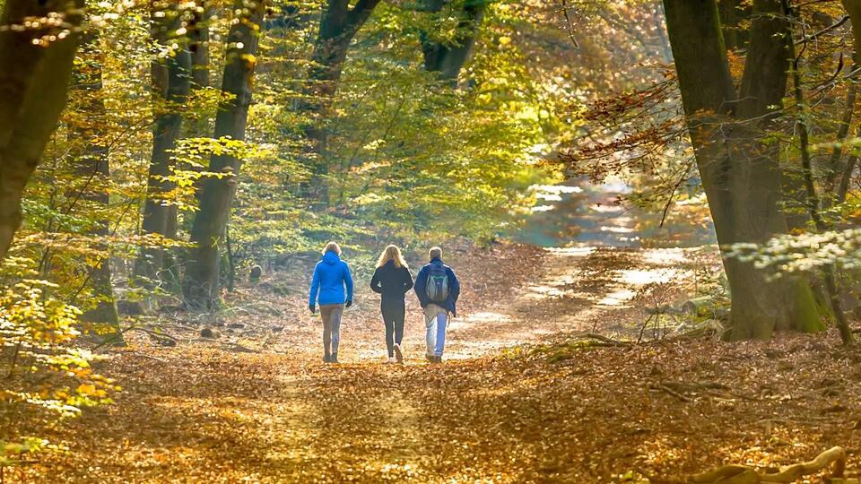Nature Walks = Mood Boosts? Science Says Yes!