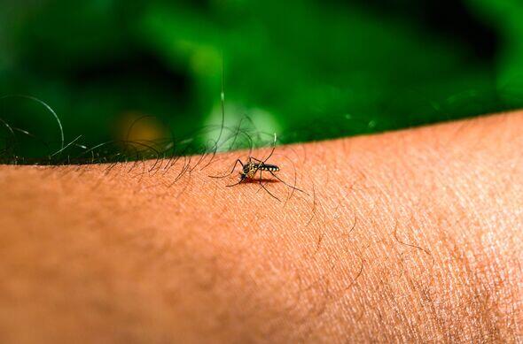 CDC Flags 8 Countries for Mosquito Virus
