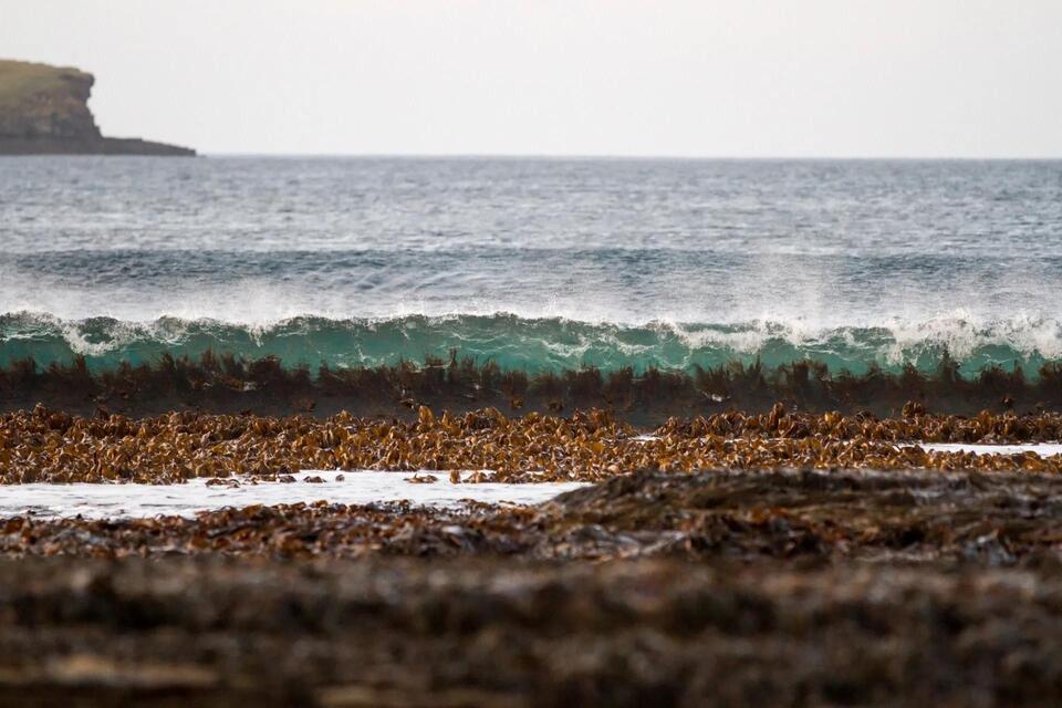 Kelp Forests: Nature’s Secret Storm Shields
