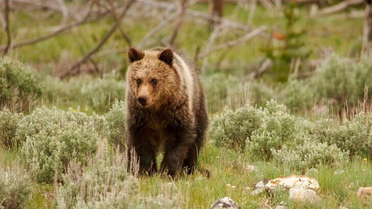 Grizzly’s wild swim stirs up Texada Island