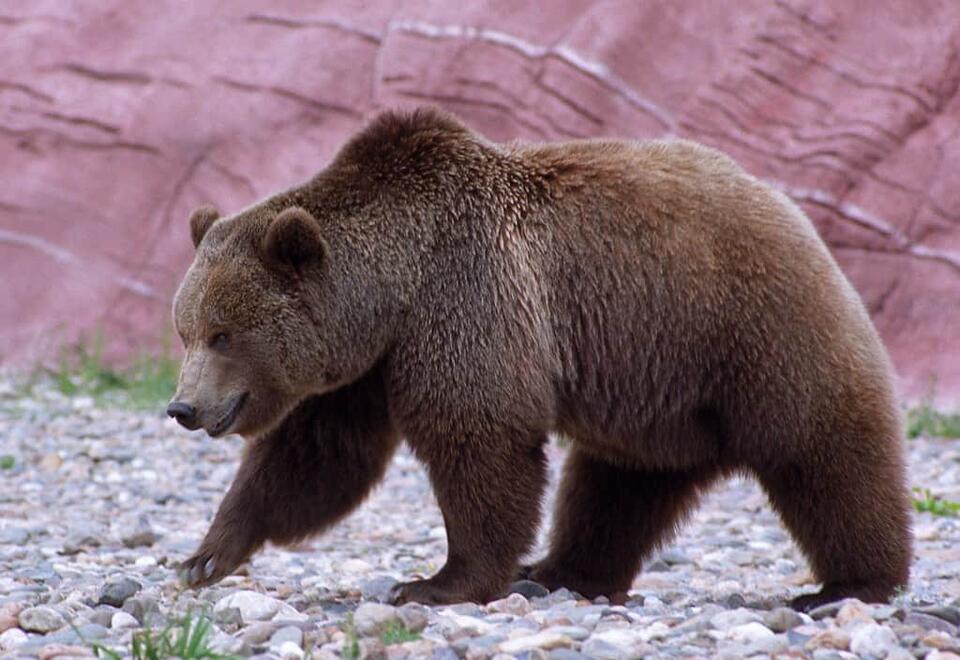 Grizzly’s wild swim stirs up Texada Island