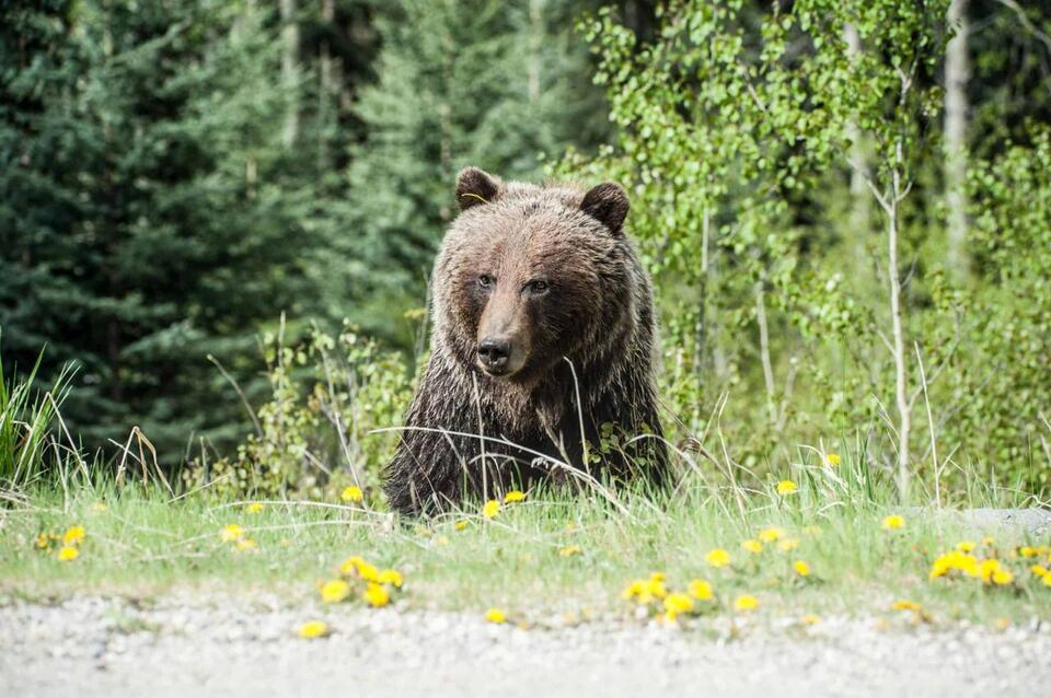 Grizzly’s wild swim stirs up Texada Island