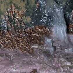 Catfish Are Literally Climbing Waterfalls?!