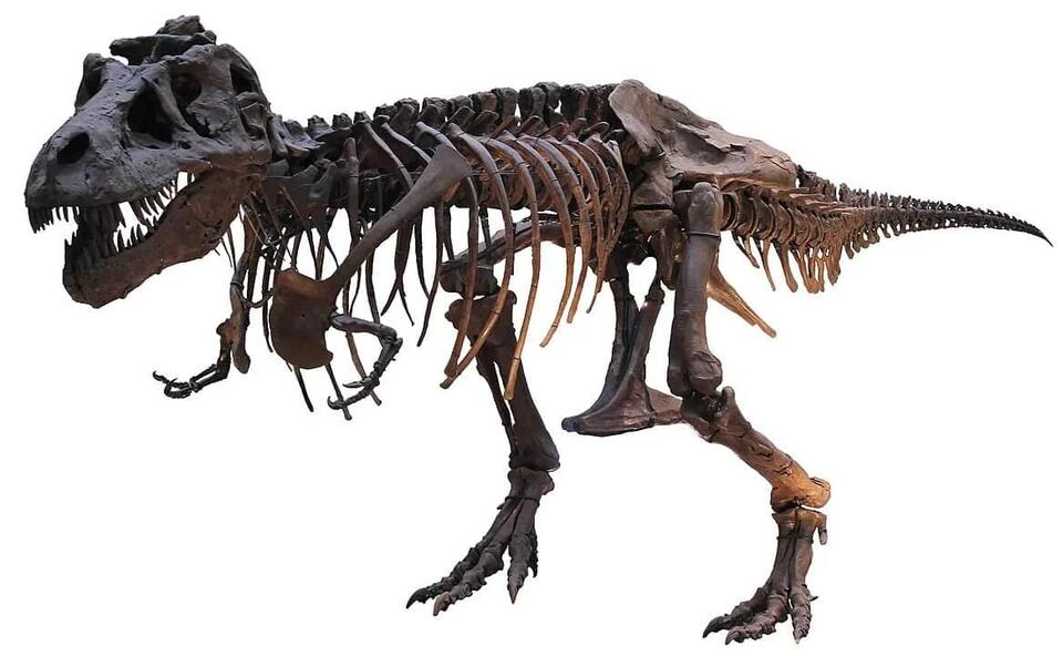 T. rex Was WAY Bigger Than We Thought!