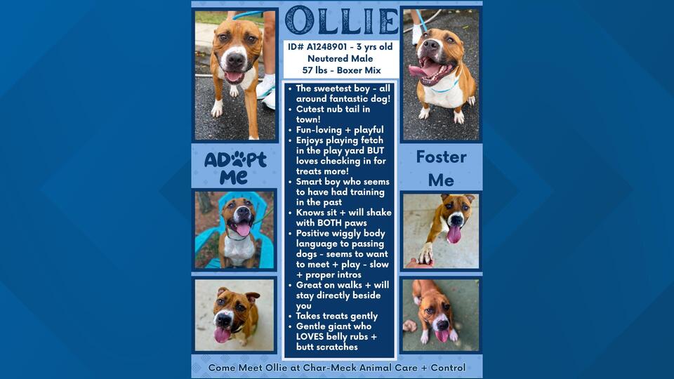 Charlotte pups get a running start to new homes