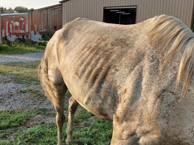 18 horses rescued in heartbreaking Cincinnati case