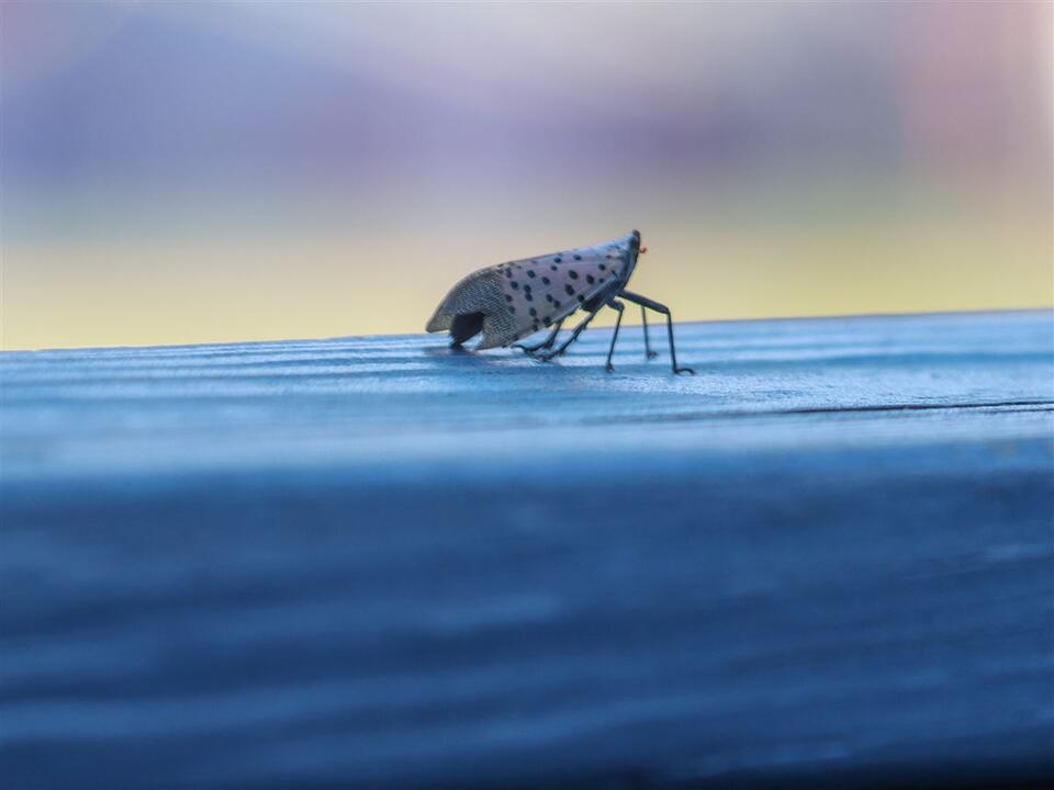 Toledo’s Big Squish: Fight the Lanternfly!
