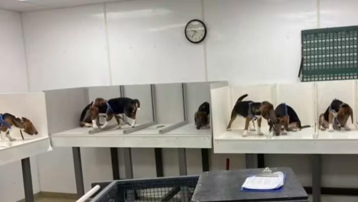 Wayne State faces outrage over research dogs