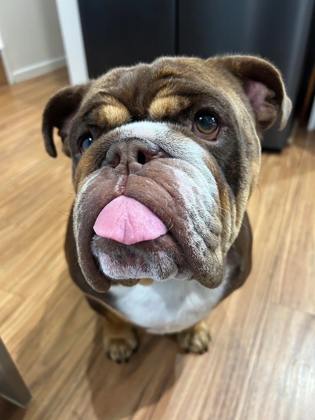 Is my pup overweight🤔