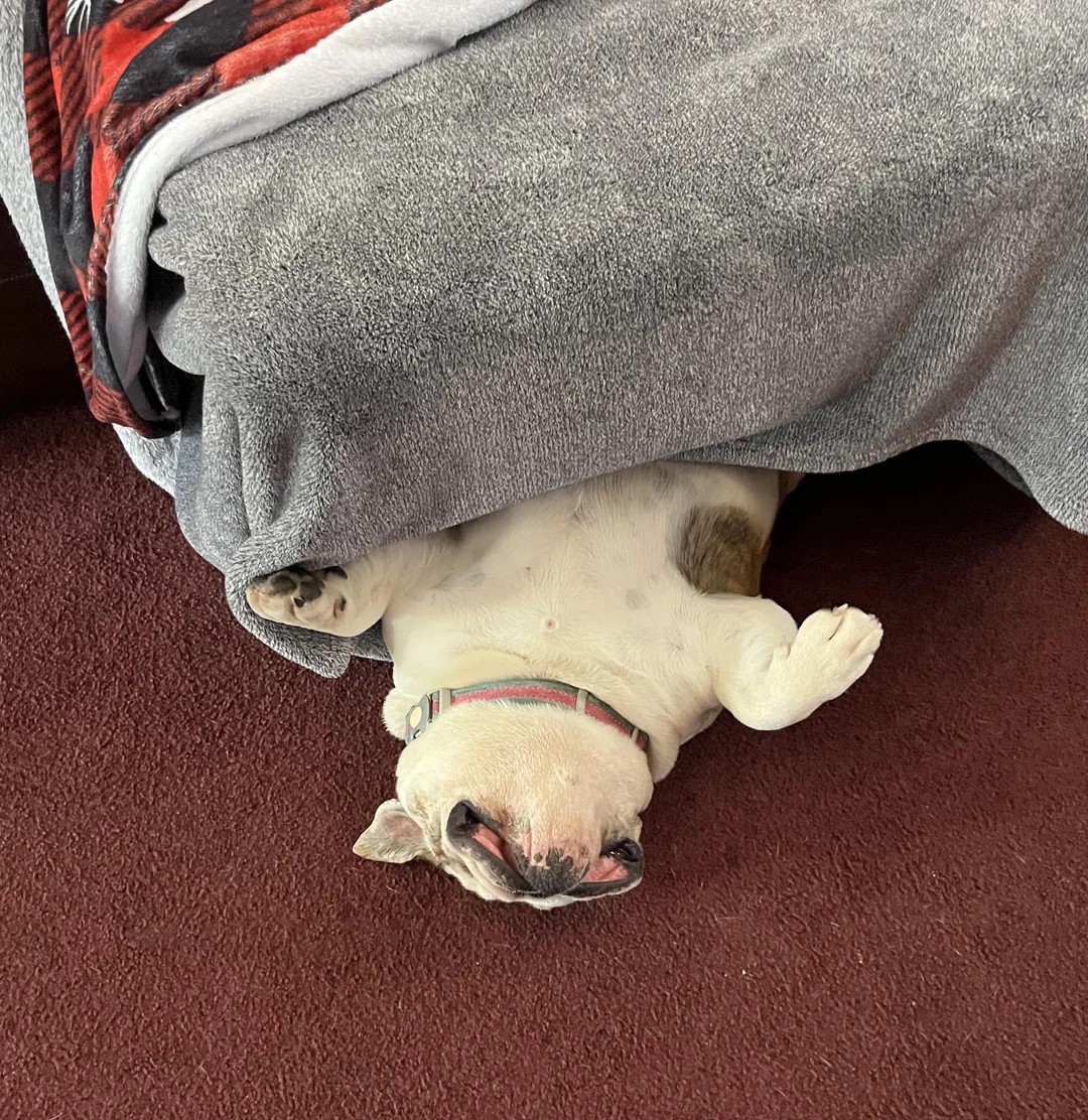How do they sleep like this? 😂