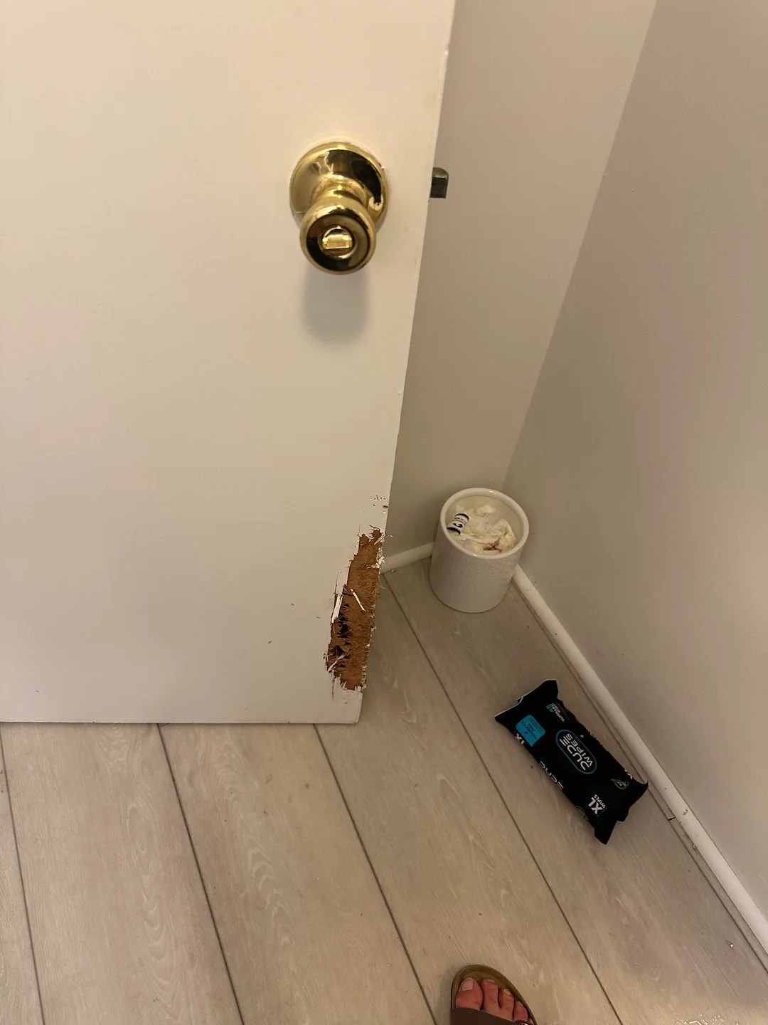 Vacation surprise. The basement bathroom door was totally gnawed on
