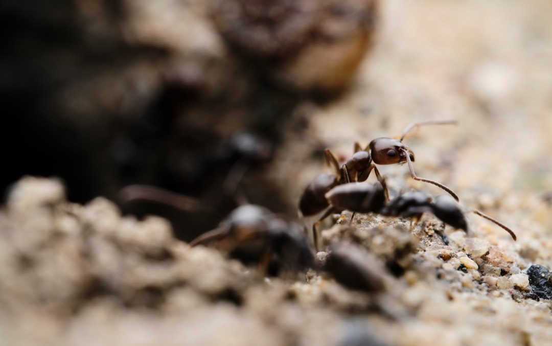 My Car Had An Ant Army. But I Finally Got Them Out Here's How ✌️😁