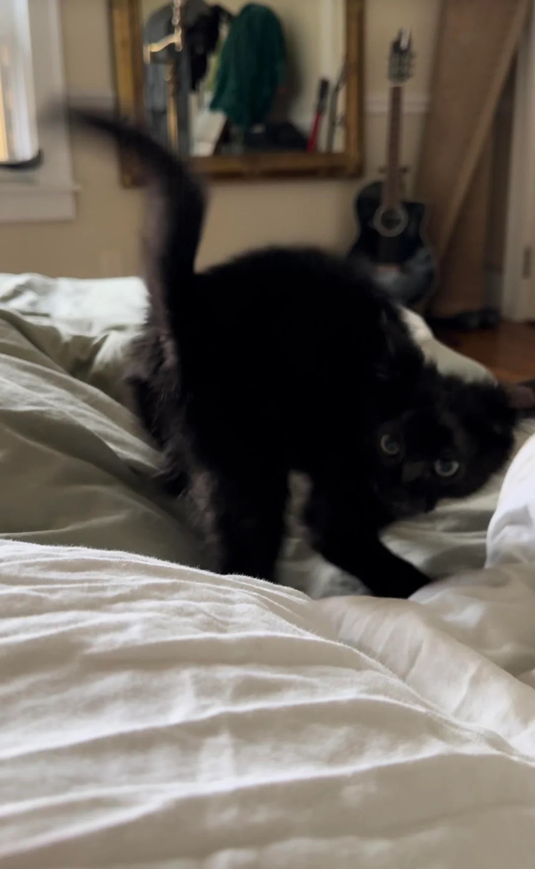 Why Is Cat doing this on the Bed?!