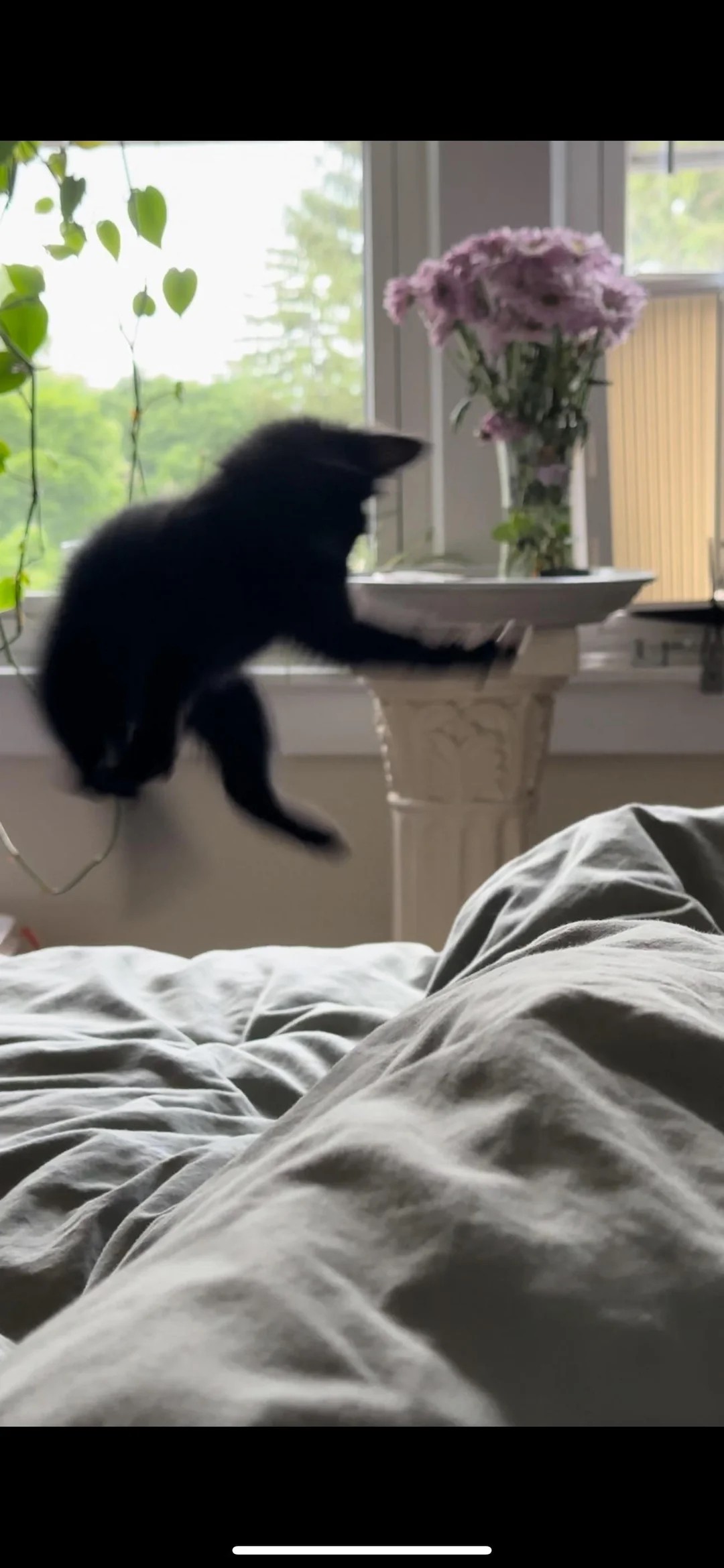 Why Is Cat doing this on the Bed?!