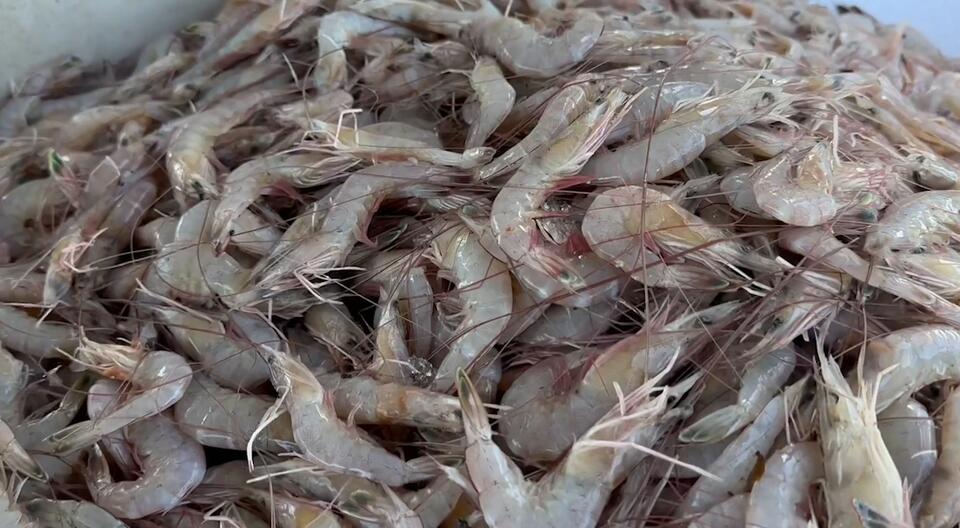 Radioactive Shrimp at Walmart?!