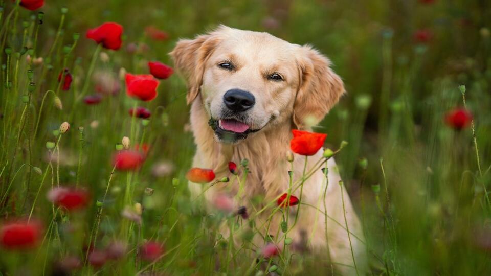 Luna Is the Top Dog Name for 2025!