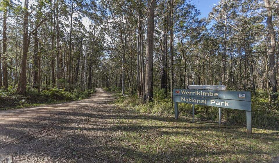 Endangered Quoll Crashes Park Staff Lunch