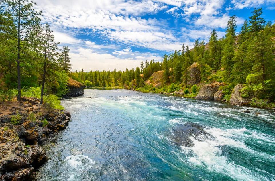 Salmon return to McCloud River after 100 years