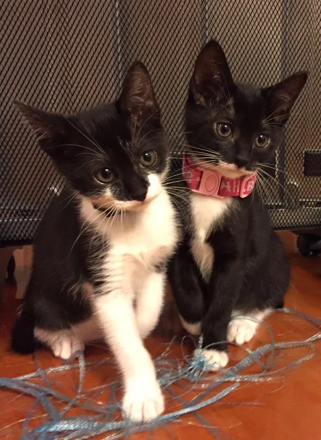 Someone left these two boys in a box on the side of the highway😩
