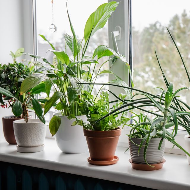 Why Your Houseplants Might Heal You”