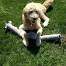 Baxter VanSickle