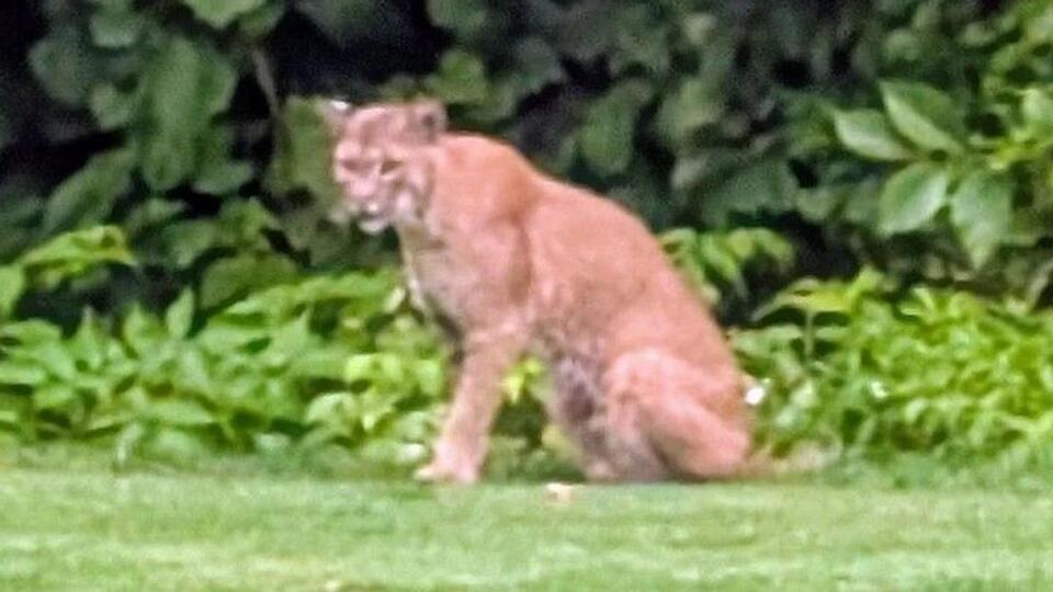 Bobcat sighting stirs up Queensbury