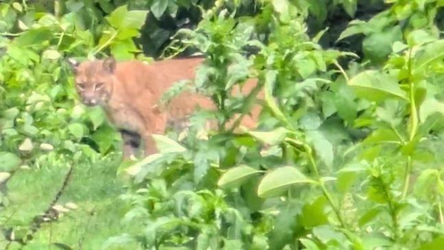 Bobcat sighting stirs up Queensbury