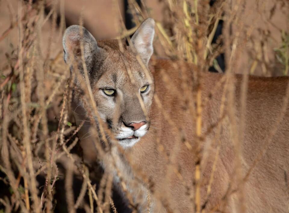 Mountain lion’s wild journey caught on Iowa trail cam