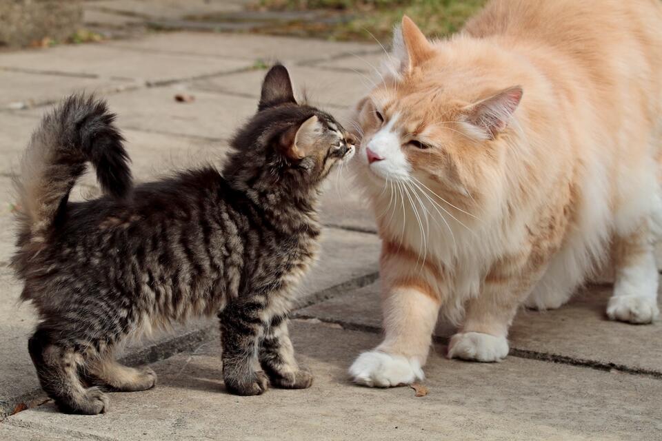 How a stray cat became the best foster dad