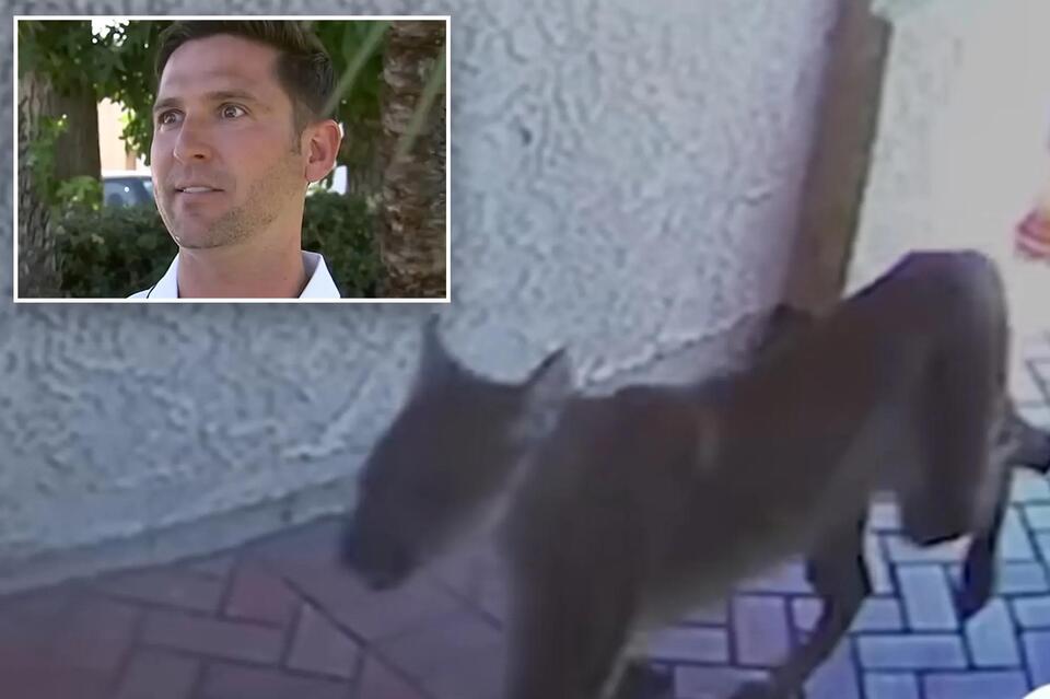 Mountain lion strolls into La Verne home