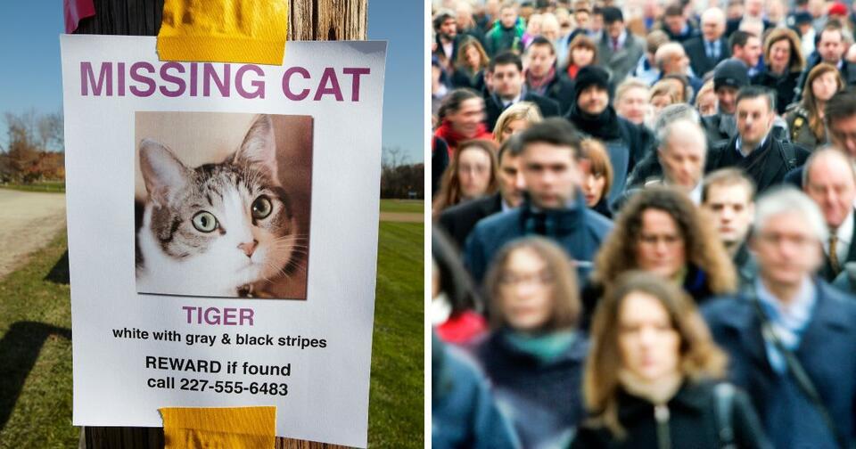 Why Are So Many Cats Disappearing in Jersey?