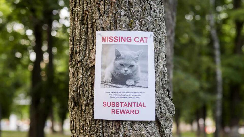 Why Are So Many Cats Disappearing in Jersey?