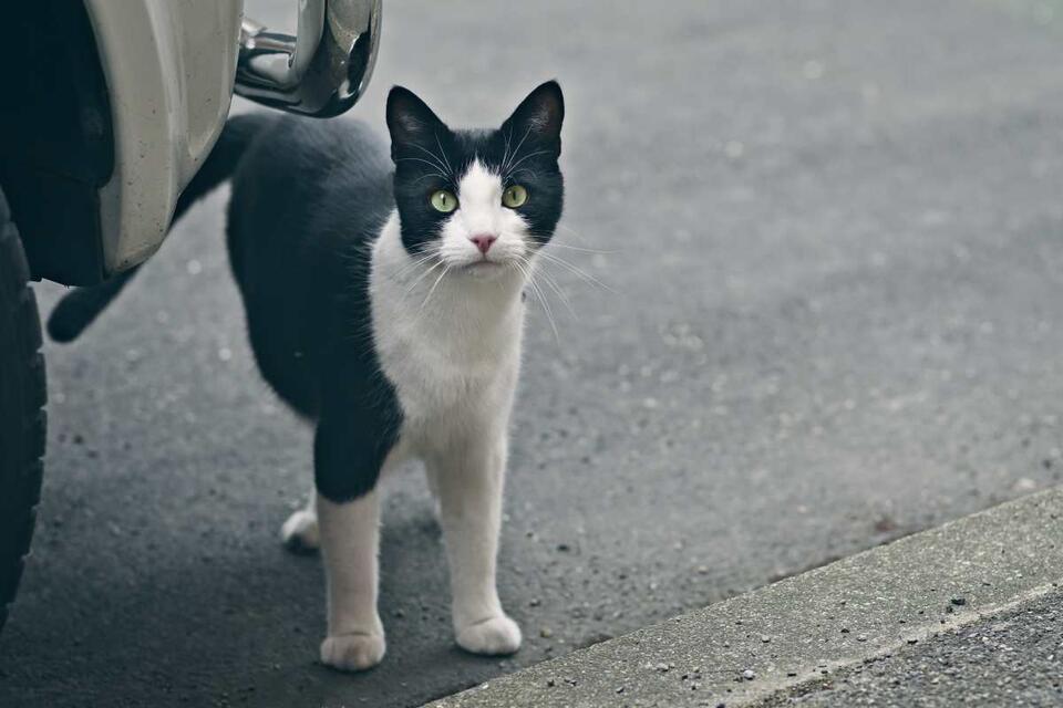 Why Are So Many Cats Disappearing in Jersey?