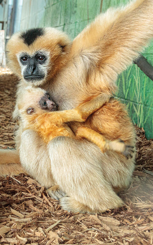 Help name Akron Zoo’s gibbon baby!