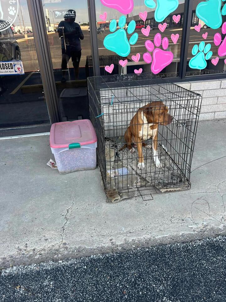Abandoned dogs left in Amarillo heat