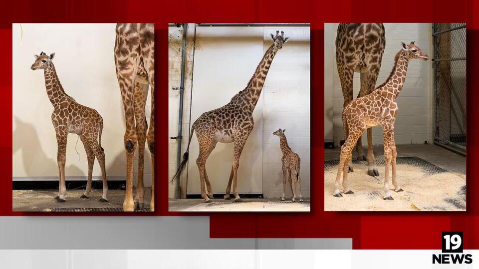 Cleveland’s zoo family just got bigger!