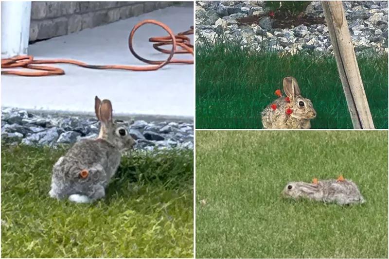 Aurora rabbits face double trouble this summer