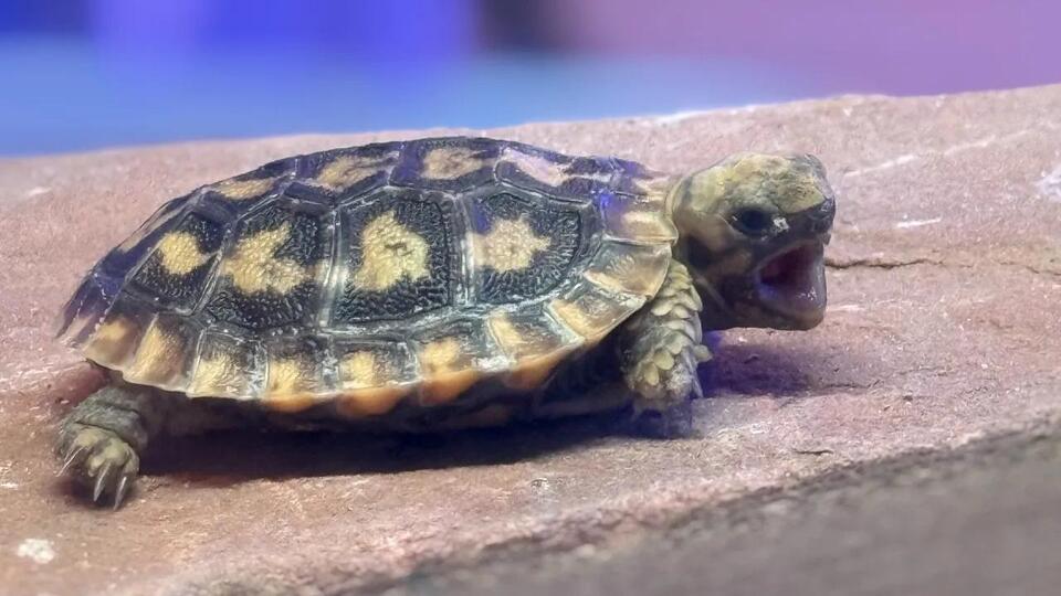 Denver Zoo welcomes rare pancake tortoise hatchling