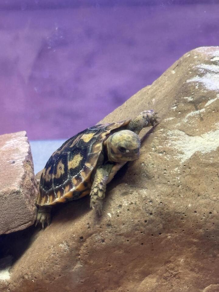 Denver Zoo welcomes rare pancake tortoise hatchling