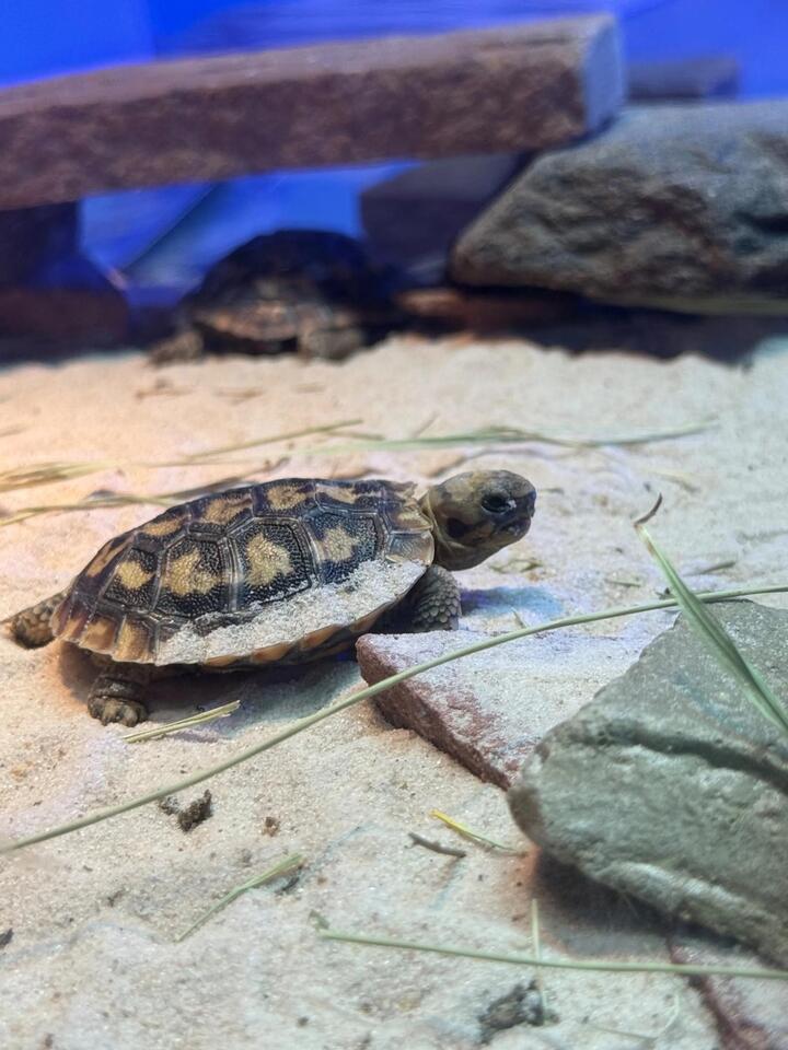Denver Zoo welcomes rare pancake tortoise hatchling