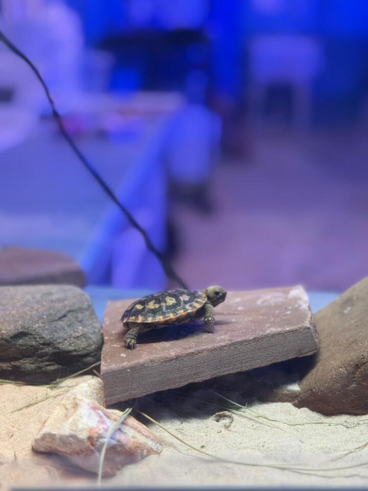 Denver Zoo welcomes rare pancake tortoise hatchling