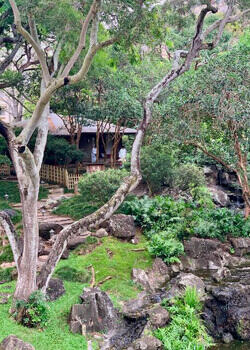 How one tea master shaped Hawaiʻi’s spirit