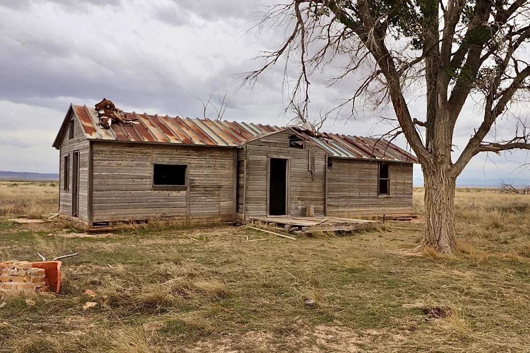 Cow bodies on the Roof🤯