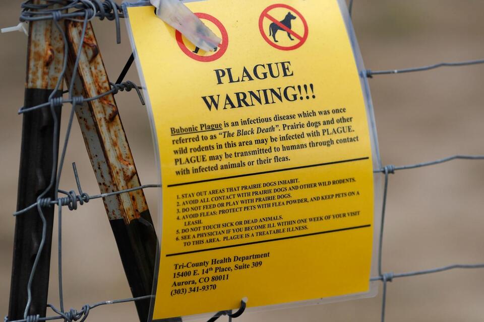 Plague case in California: What you need to know
